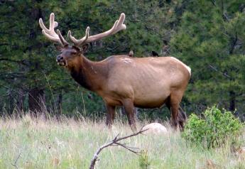 Elk-National_Park_Service