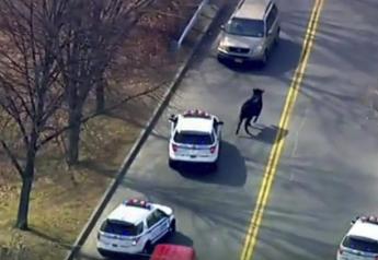 In this image taken from video provided by WABC, a bull that escaped from a local slaughter house is pursued by New York City Police, Tuesday, Feb. 21, 2017, in New York. Police corralled the bull in a backyard in the Queens borough of New York.