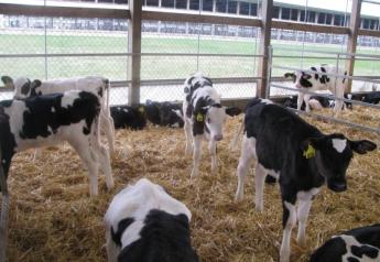 Do Your Dairy Calves Need a Buddy?
