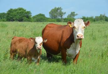 Flint Hills cow-calf pair