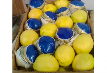 Salix Fruits begins shipping Argentine lemons