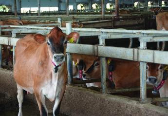 “Tis the Season” for Improving Butterfat Content of Milk