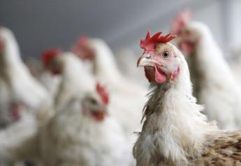 China Lifts Ban on U.S. Poultry