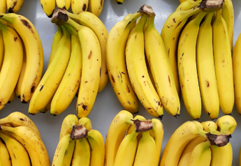 Banana disease finding in Colombia concerns industry