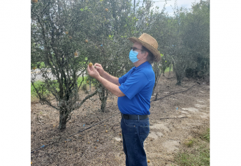 Genome project brings citrus industry closer to stopping greening