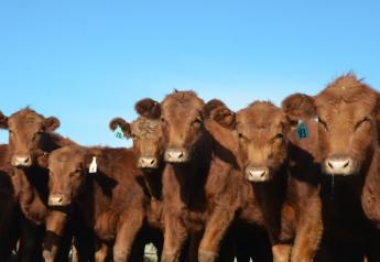 BT Red Angus Replacement Heifers