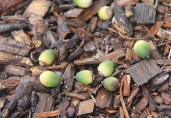 Green acorns