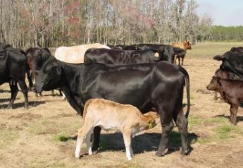 Hersom Nursing steer calf