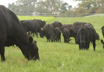 Grazing Cattle_Cover Crops