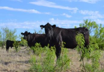 JARanch cattle texas
