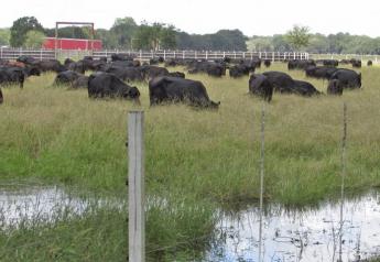 Louisiana_Cattle_Flooding_Water