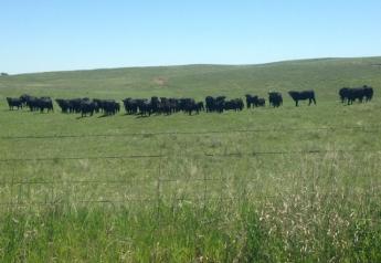 Nebraska_Cattle