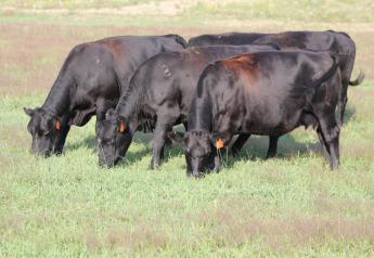 Nebraska_Cows_Grazing