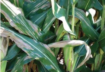 Northern corn leaf blight (NCLB)