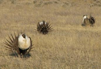 Sage_Grouse_Booming