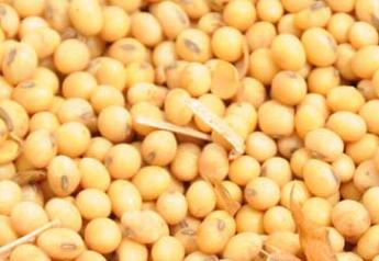 Soybean Prices Headed Higher