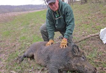 Wild pig presence is limited in Indiana—and Steve Backs, wildlife biologist with the Indiana Department of Natural Resources, wants to keep it that way.