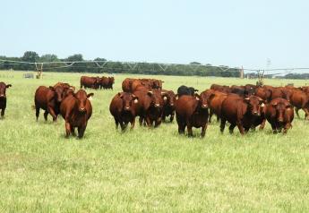 Texas_Cattle