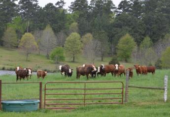 Texas_Cows_and_Calves