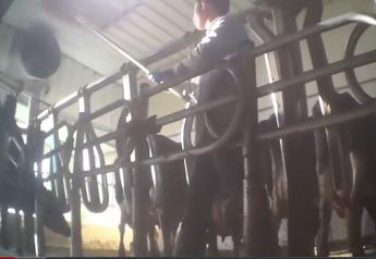 Video_of_Colo_dairy_abuse_6-11-15