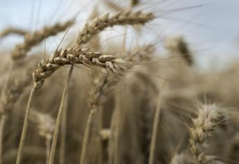 Wheat_Bloomberg