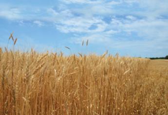 Ukraine's wheat harvest is set to surge as crop escapes winter-kill..