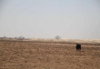 In this March 7, 2017 file photo, a lone cow wanders charred prairie following devastating wildfires in Clark County, Kan.