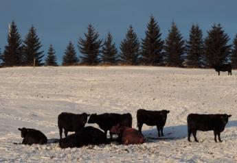 Winter_Cows
