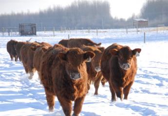 Winter_cows