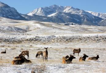Yellowstone_National_Park_Elk