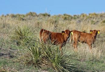 Yucca_Plant_Calves__Native_Pasture