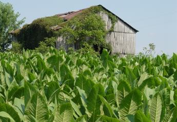 Farm Cash Receipts Down in Kentucky, Economists Say