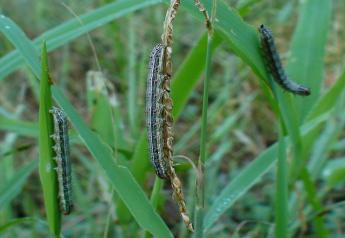 army_worms_1