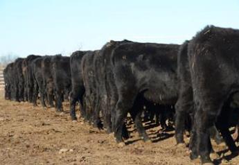 “More of the Same” on Cattle Operations