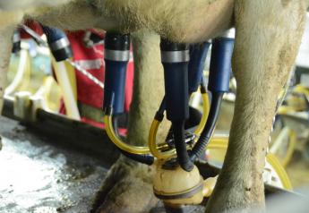Getting units on quickly is important for faster parlor throughput. Making sure the units are aligned properly under the udder leads to better milk harvest. 