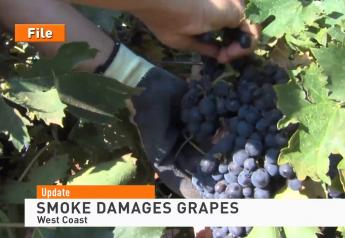 'Wet Ashtray' Grapes Left to Birds as Fires Choke West Coast Vineyards