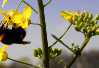 bumblebee on canola