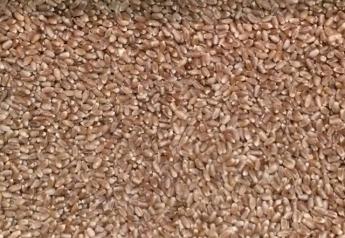 hard_red_spring_wheat_seed