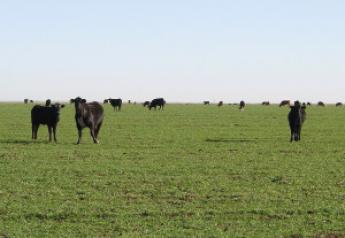 cattle grazing 002 300x234