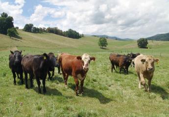 cattle_in_pasture