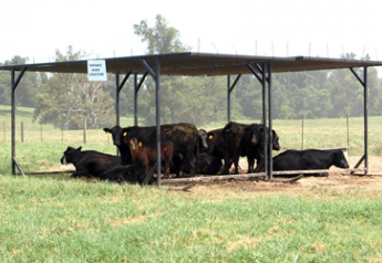 cattle_shade