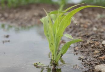 corn-seedling-flooded