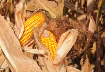 corn_fall_harvest_(4)