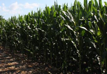 cornfield path test plots
