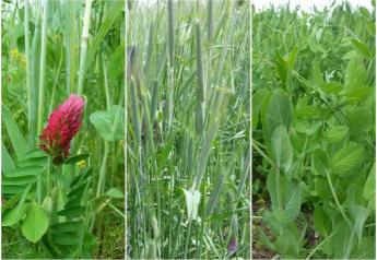 cover crops collage