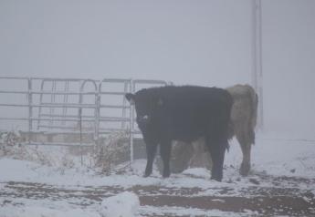 cow-in-blizzard