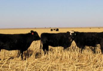 cows grazing cornstalk