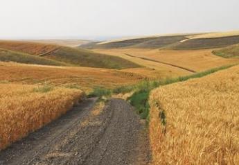 wheat road