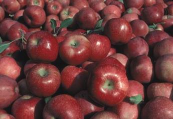 Apples, straight from orchard   USDA NRCS