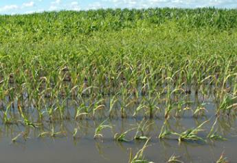 Too much water has stunted corn growth.